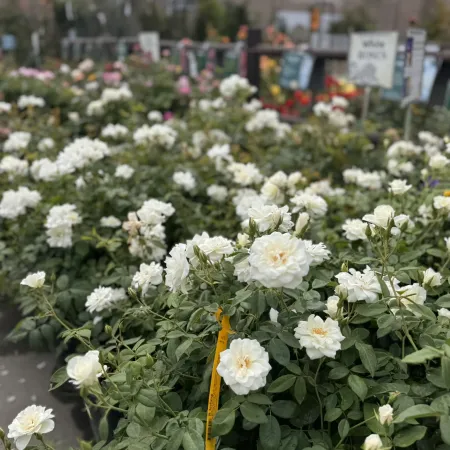 Bushes of white roses blooming in a garden center with various flower displays in the background.
