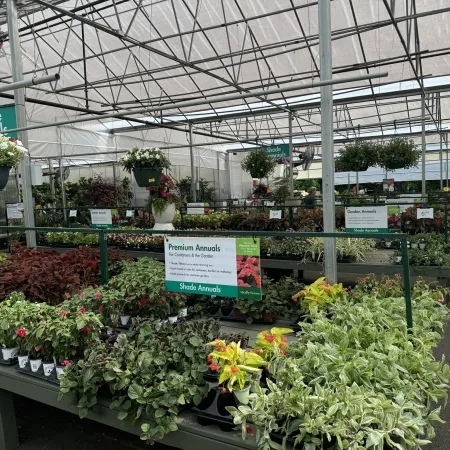 Greenhouse interior displaying various shade annual plants in trays and hanging pots with informational signs.