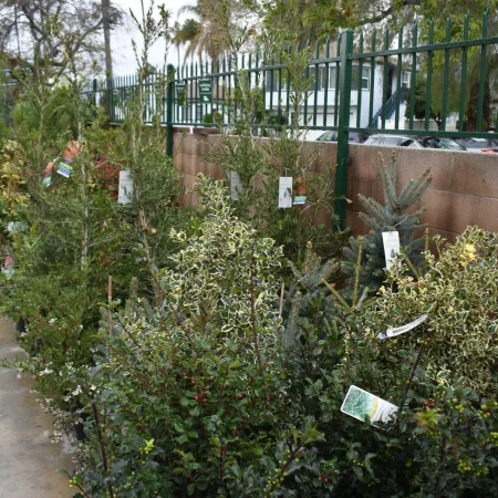 Various potted plants with tags display a variety of green and variegated foliage in an outdoor garden center.
