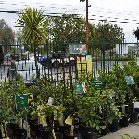 Potted citrus plants for sale lined up outside a garden center with price and variety signs visible.
