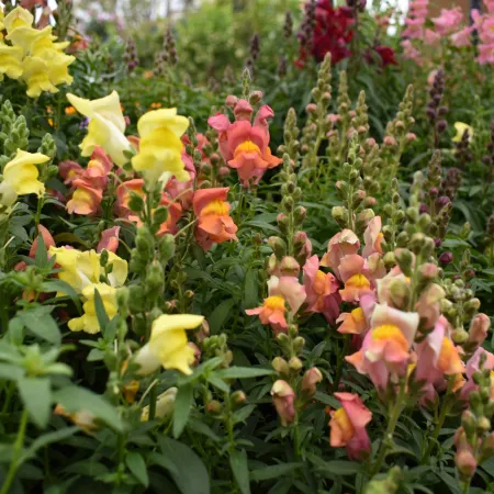 Colorful snapdragon flowers in shades of yellow, orange, pink, and red blooming densely in a garden setting.