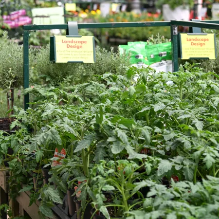 Rows of potted green plants for landscape design inside a greenhouse nursery with signage.