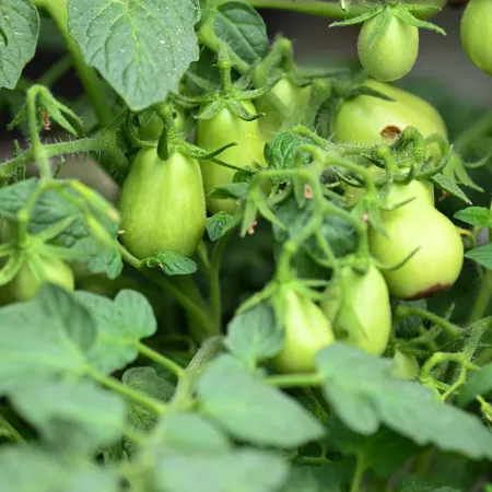 Cluster of unripe green tomatoes growing on a vine with lush green leaves in a garden setting.