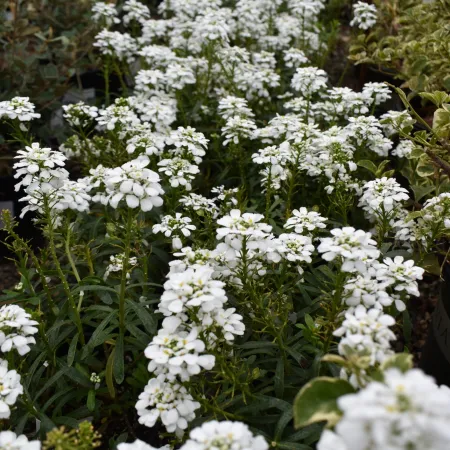 Dense clusters of small white flowers bloom along a garden bed with green foliage in the background.