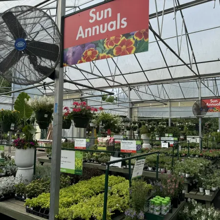 Greenhouse section labeled Sun Annuals with hanging flower pots and trays of plants for sale under a large fan.