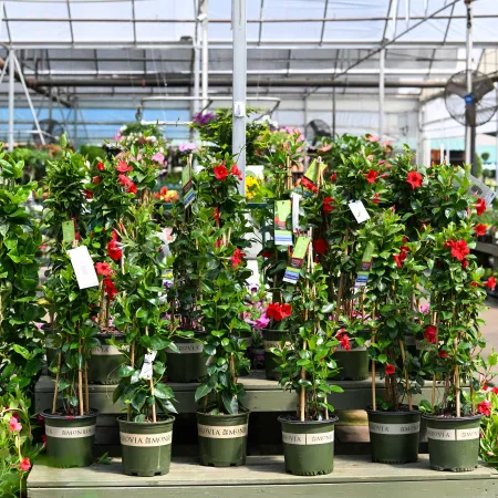Potted flowering plants with red and pink blooms displayed inside a spacious greenhouse nursery.