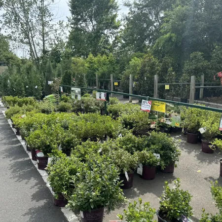 Outdoor garden center with rows of potted shrubs and trees on display under natural daylight.