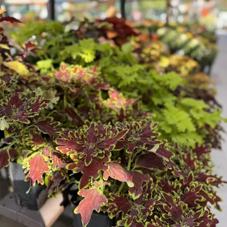 Potted plants with vibrant red and green leaves displayed on outdoor wooden shelves in a garden center.