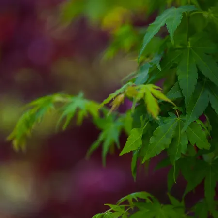 Close-up of vibrant green maple leaves with a blurred purple and green background in natural light.