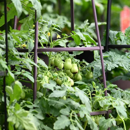 Green unripe tomatoes growing on plants supported by metal cages in a garden setting.