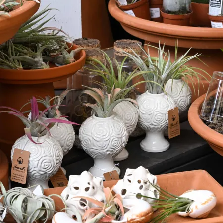 Decorative white ceramic planters with air plants displayed among terracotta pots at a garden shop
