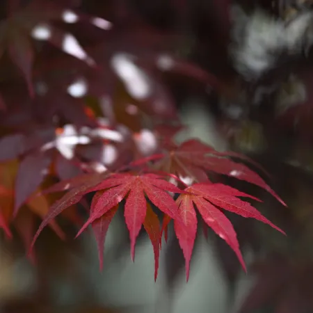 Close-up of vibrant red maple leaves with soft blurred background creating a calm autumn atmosphere