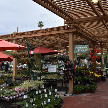Outdoor plant nursery with wooden pergola, red umbrellas, and various succulents and flowers on display.