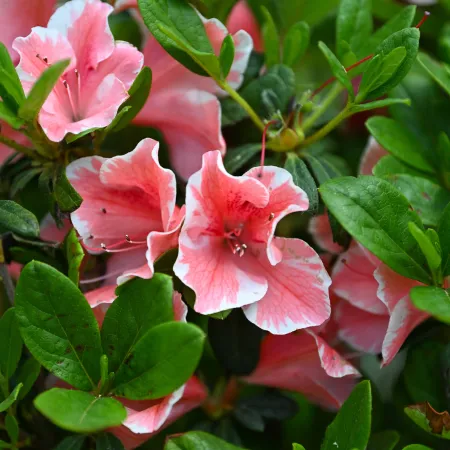 Close-up of pink azalea flowers with green leaves in natural outdoor garden setting.