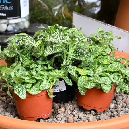Three small potted plants with green and white veined leaves placed in a large pot filled with clay pebbles indoors.