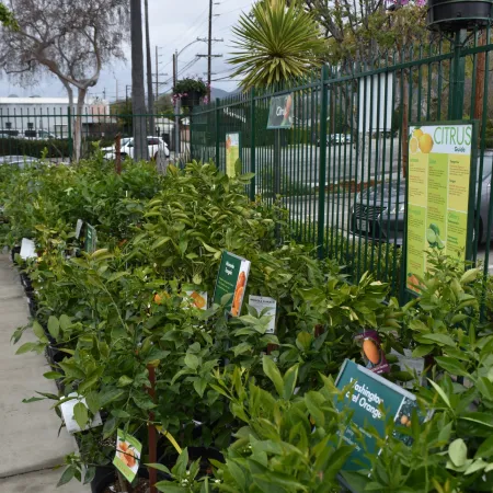 Rows of potted citrus plants with informational tags lined up outdoors by a green fence under a cloudy sky.