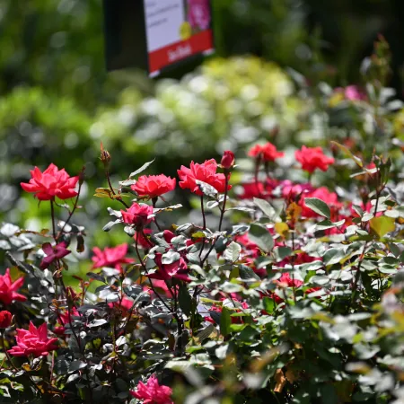 Bright red roses blooming in a sunlit garden with lush green foliage and blurred background.