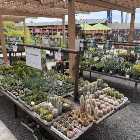 Outdoor garden center tables displaying various cacti and succulent plants under wooden pergola.