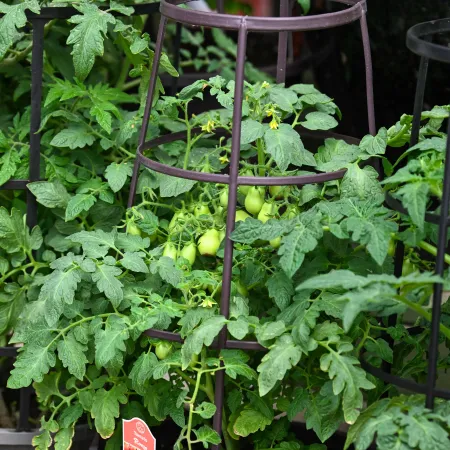 Green tomato plants with small unripe tomatoes growing in pots supported by metal cages outdoors.