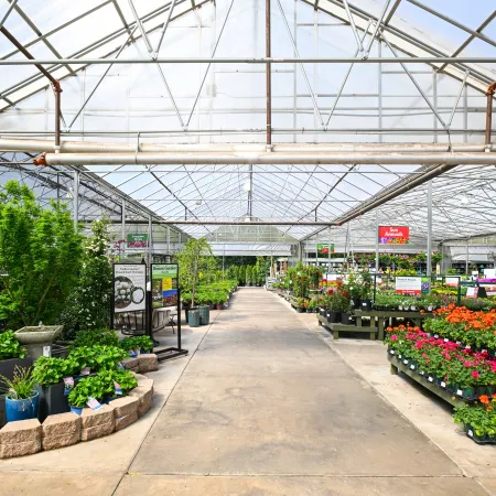 Interior view of a bright greenhouse nursery with various potted plants and flowers along the aisle under a glass roof.