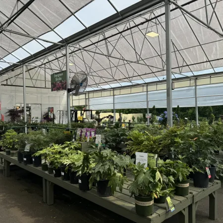 Garden center greenhouse interior with potted evergreen shrubs on display tables under a transparent canopy roof.