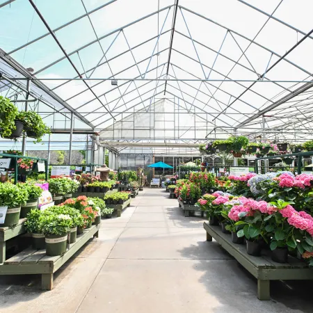 Bright greenhouse interior with rows of potted flowering plants and greenery under a glass roof.