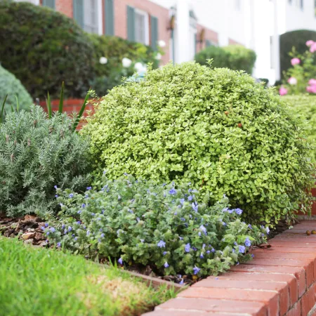 Green shrubs and small purple flowers in a brick planter wall along a residential sidewalk