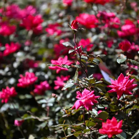 Bright pink roses blooming in a sunlit garden with green leaves and blurred background.