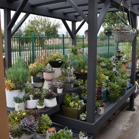 Outdoor display of diverse potted succulents and plants arranged on black wooden shelves under a pergola.
