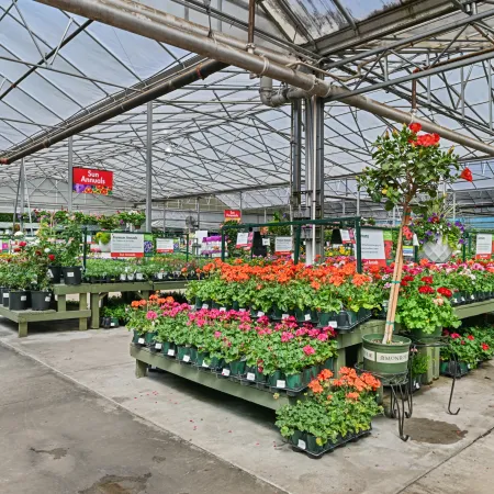 Bright greenhouse interior with colorful flowers arranged on tables under a clear roof structure
