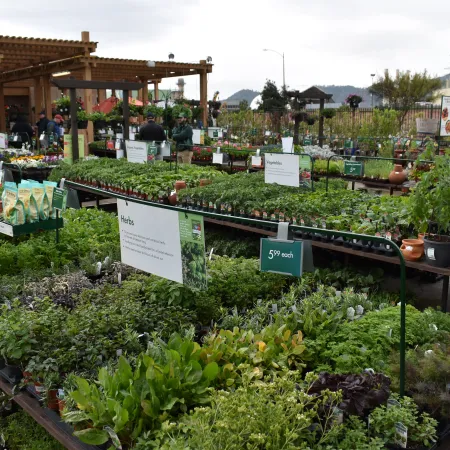 Outdoor plant nursery with various herbs and vegetables for sale under cloudy sky and wooden pergola.