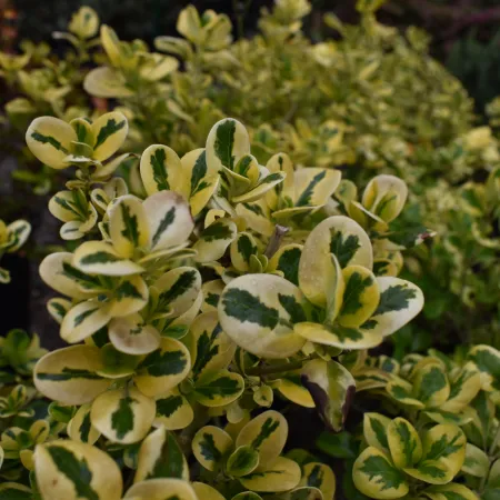 Close-up of variegated shrub leaves with green centers and creamy yellow edges in a garden setting.
