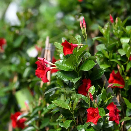 Vibrant red trumpet-shaped flowers with glossy green leaves in a garden setting under sunlight