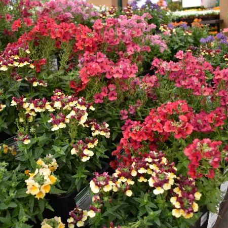 Rows of vibrant snapdragon flowers in yellow, red, pink, and purple colors displayed in pots at an outdoor garden center.