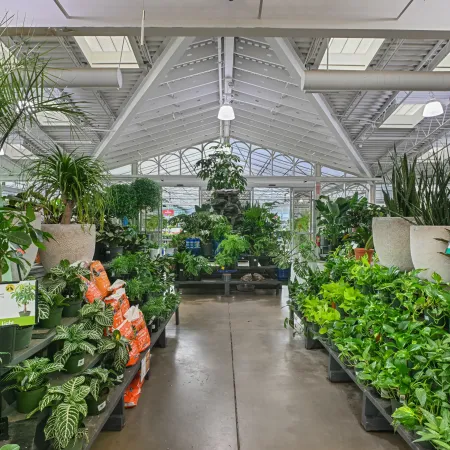 Bright greenhouse aisle filled with potted green houseplants and gardening supplies on shelves under a glass roof.