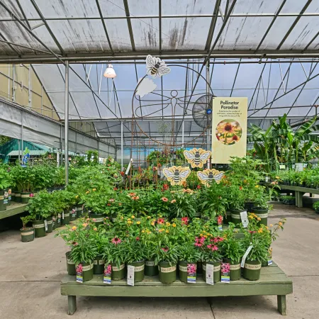 Greenhouse interior with vibrant potted flowers and plants arranged on tables under a translucent roof.