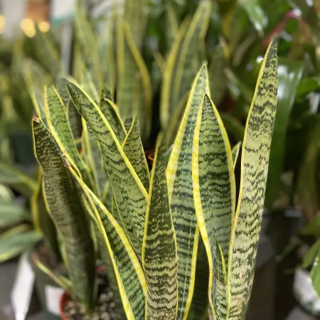 Close-up of snake plants with tall green leaves edged in yellow in terracotta pots at a plant shop.