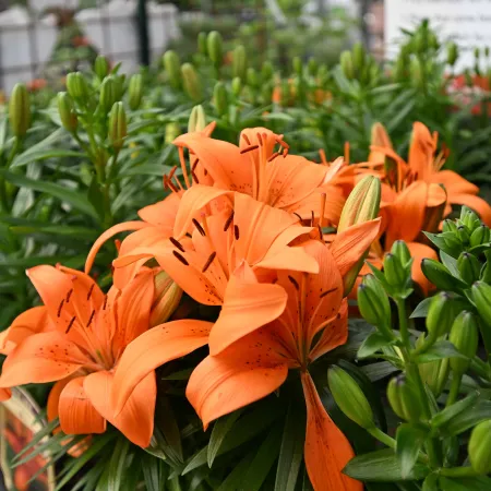 Vibrant orange lilies blooming among green buds in a garden center setting with blurred background.