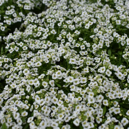 Dense cluster of small white flowers with green leaves covering the ground in a garden bed.