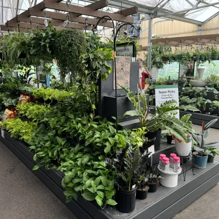 Lush indoor garden center display with various green houseplants arranged on shelves under glass roof