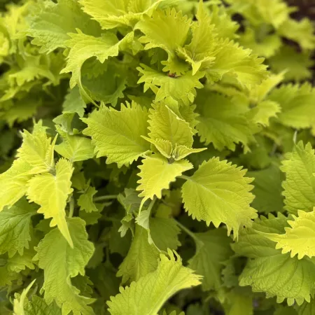 Close-up of bright green, serrated leaves densely covering a plant, showcasing detailed texture and foliage.