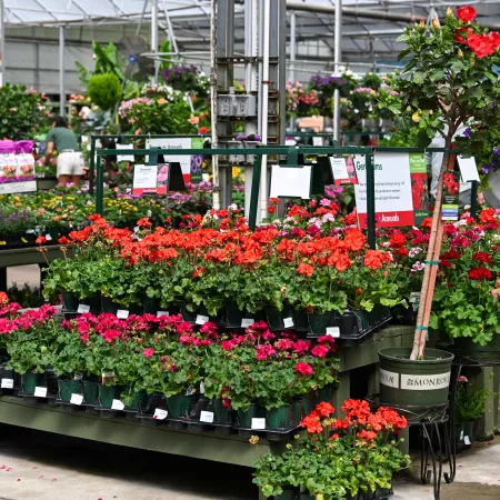 Colorful geranium flowers in pots arranged on display tables inside a spacious garden center greenhouse.
