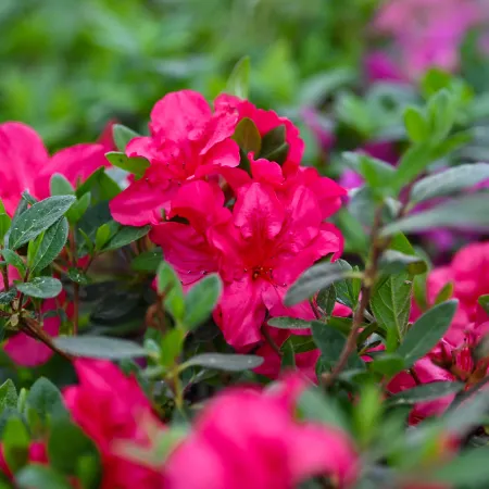 Bright pink azalea flowers blooming amidst green leaves in a garden setting with soft focus background.