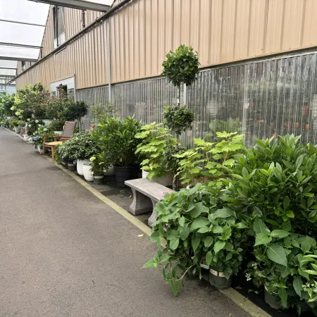 Indoor garden center aisle with diverse green potted plants and bushes along a greenhouse wall.