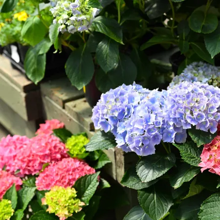 Vibrant hydrangea flowers in pink, blue, and green clusters displayed on a wooden bench in a garden setting.