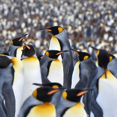 Close-up of a large group of king penguins with distinctive black, white, and yellow feathers clustered together.