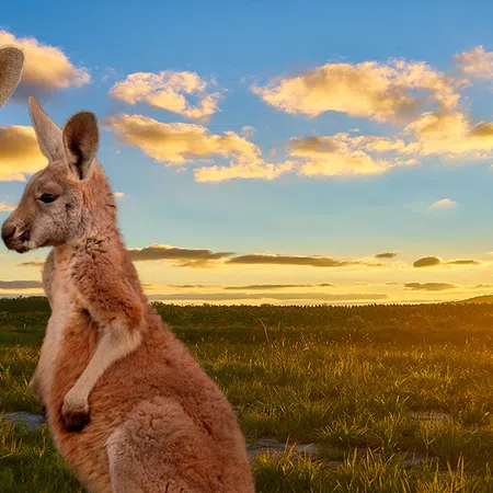 Two kangaroos in grassy field at sunset with colorful sky and scattered clouds