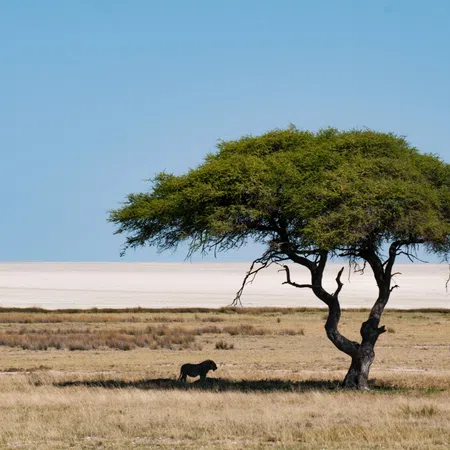 Lone acacia tree in a savanna with a lion resting in its shade under clear blue sky