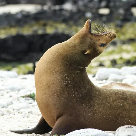 Brown sea lion resting on rocky beach with head tilted back and whiskers visible under clear sky.