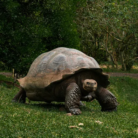 Giant tortoise walking on grass with dense green foliage in the background.